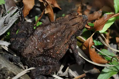 four-ridged toad