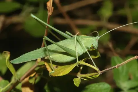 Apache Bush Katydid