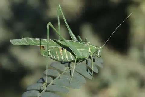Elegant Bush Katydid