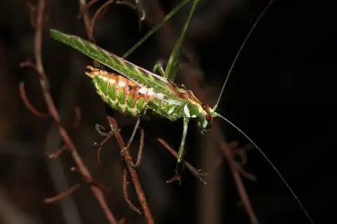 Gemmate Bush Katydid