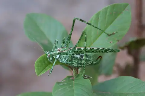 Tessellate Bush Katydid