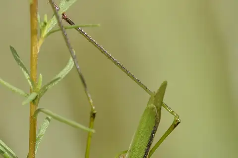 Inscudderia strigata