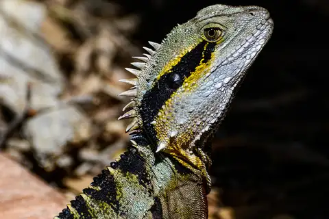 Australian Water Dragon