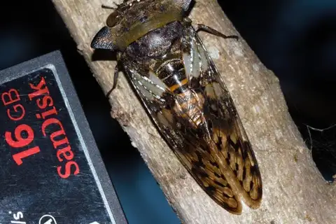 Leopard-spotted Cicada