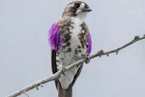 White-browed Purpletuft