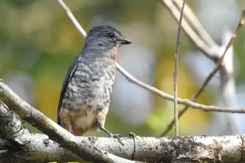 Buff-throated Purpletuft