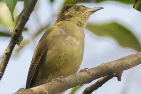 Cachar Bulbul