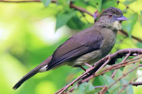 Finsch's Bulbul