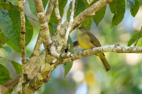 Sulphur-bellied Bulbul