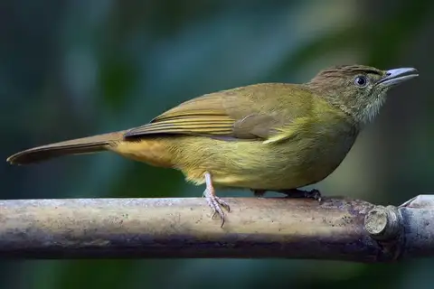 Grey-eyed Bulbul
