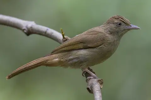 Olive Bulbul