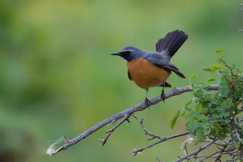 White-throated Robin