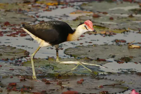 Comb-crested Jacana