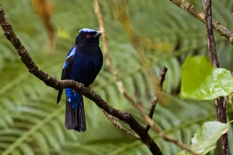 Philippine Fairy-bluebird