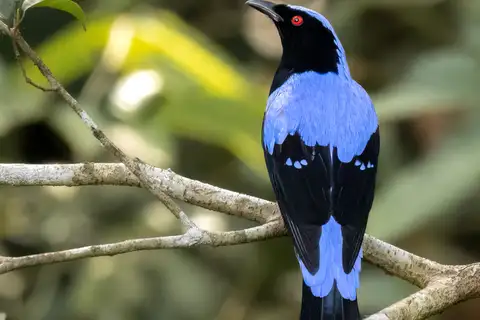 Asian Fairy-bluebird