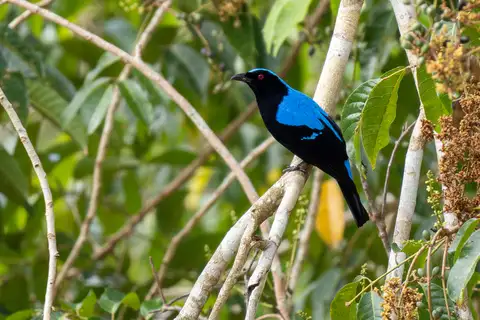 Palawan Fairy-bluebird