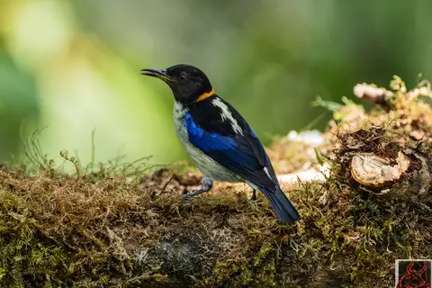 Golden-collared Honeycreeper