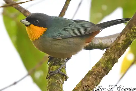 Yellow-throated Tanager