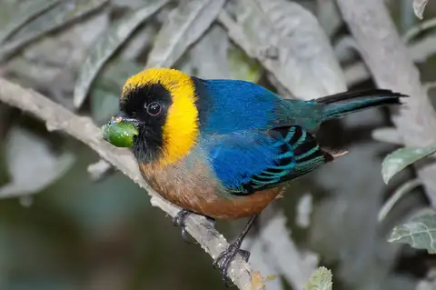 Golden-collared Tanager