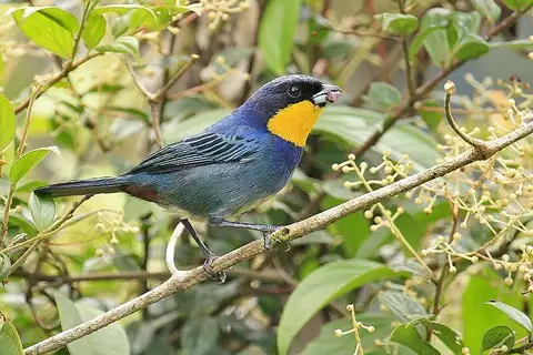 Purplish-mantled Tanager