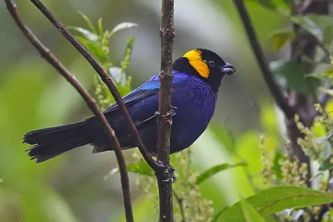 Yellow-scarfed Tanager