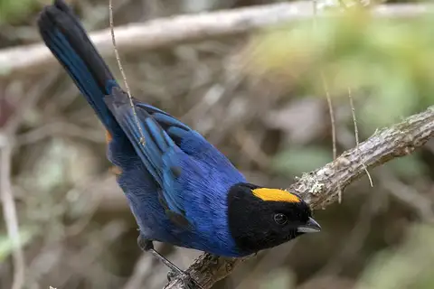 Golden-crowned Tanager