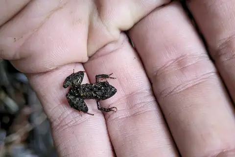 Santa Teresa Big-headed Frog