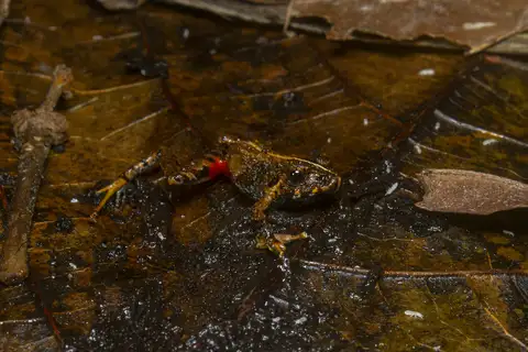 Rio Robber Frog