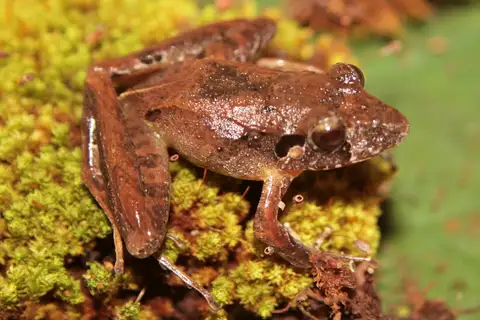 Steindachner's Robber Frog