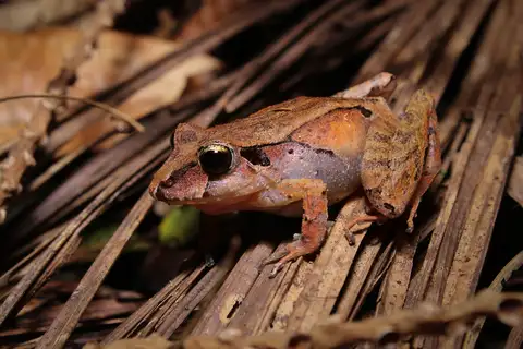 Hensel's Big-headed Frog