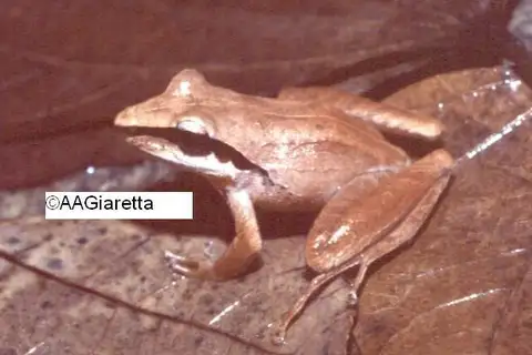 Hoehn's Robber Frog