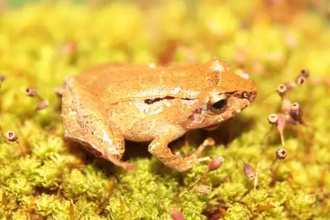 Iguape Robber Frog