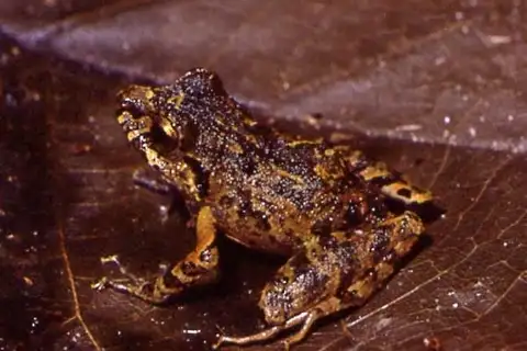 Córrego Grande Big-headed Frog
