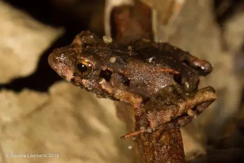 Girard's Robber Frog