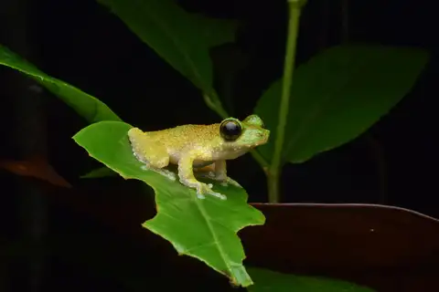 Black-dotted Tree Frog
