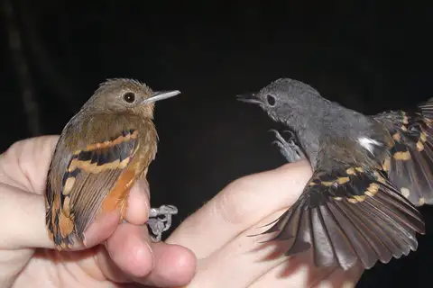 Rufous-bellied Antwren
