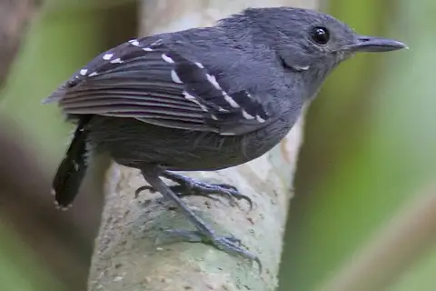 Plain-throated Antwren