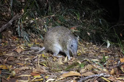 Northern Brown Bandicoot