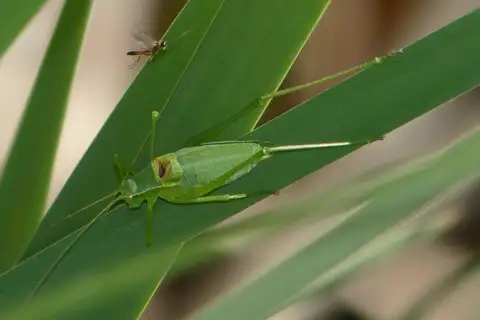 Curve-tailed Plump Bush-cricket