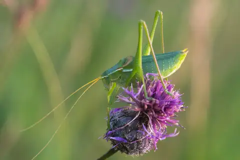 Keeled Plump Bush-cricket