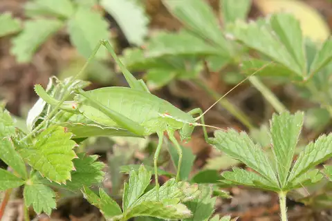 Krauss's Bush-cricket