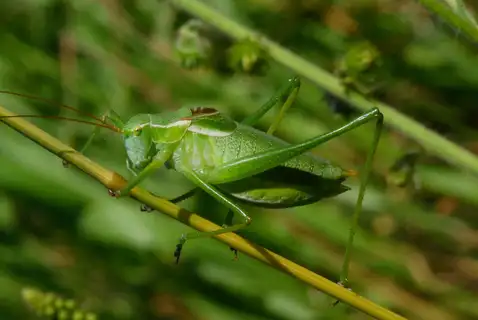 Modest Plump Bush-cricket