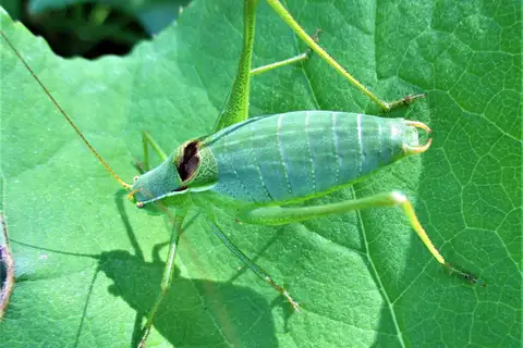 More-modest Plump Bush-cricket