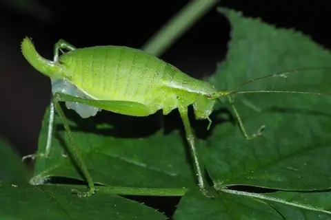 Pieniny Plump Bush-cricket