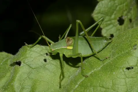 Pyrenean Plump Bush-cricket