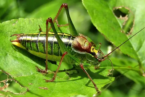 Showy Plump Bush-cricket