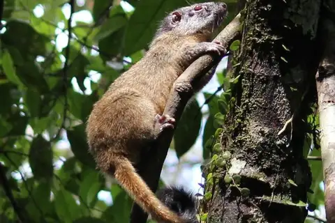 Yellow-crowned Toró
