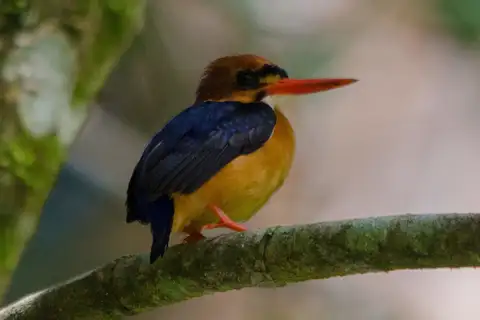 African Dwarf Kingfisher