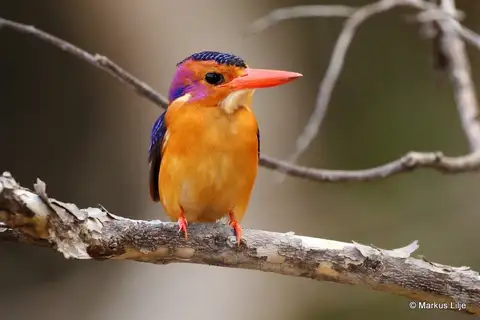 African Pygmy Kingfisher