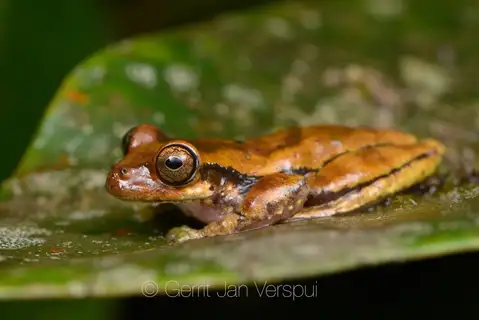 Meadow Tree Frog